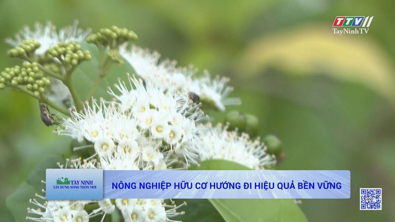 Nông nghiệp hữu cơ hướng đi hiệu quả bền vững