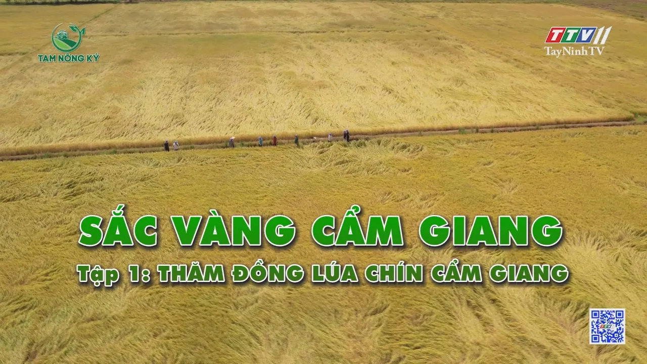 Sắc vàng Cẩm Giang - Tập 1: Thăm đồng lúa chín Cẩm Giang